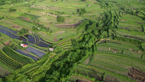 Drone-top-down-view-of-rice-terraces-panning-up-revealing-a-volcano-in-the-background