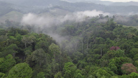Una-Toma-Dinámica-Con-Un-Dron-De-La-Selva-Amazónica