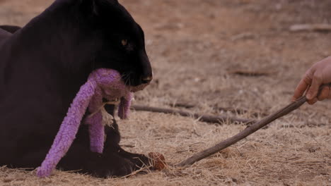 Trainer-pushes-raw-meat-chunk-towards-Black-leopard-in-enclosure-who-is-holding-onto-toy-in-mouth