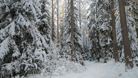 Walking-in-snowy-frosty-winter-forest,-point-of-view,-rising-shot