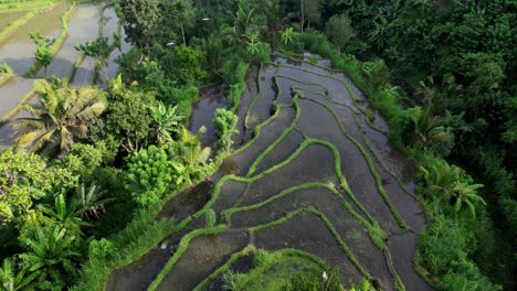Drone-flyover-rice-terraces-and-tropical-jungle-with-birds