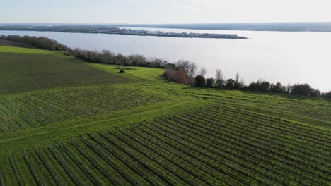 Vineyards-by-Gironde-river,-Bayon,-Bordeaux,-France---aerial