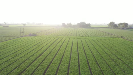 Aerial-drone-view-moving-backwards-showing-lots-of-wheat-and-cumin-crops