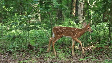 Spotted-Fawn-Walks-through-Forest