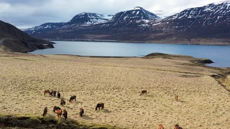Aerial-shot-of-Icelandic-horses-grazing-by-a-fjord-with-snow-capped-mountains-in-the-background