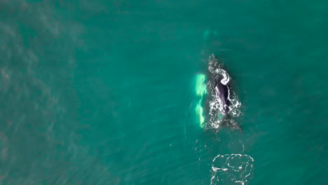 Southern-Right-whale-calf-swims-above-its-mom-underwater,-aerial-top-down