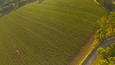 Forward-moving-camera-capturing-an-aerial-view,-flying-over-a-lush-vineyard