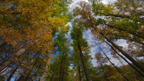Wide-angle-footage-of-a-towering-autumn-forest,-starting-in-the-tree-canopy-and-lowering-down---60FPS