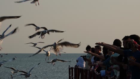 People-giving-food-to-seagulls-as-they-fly-around-and-feed,-Seagulls-feeding,-Thailand