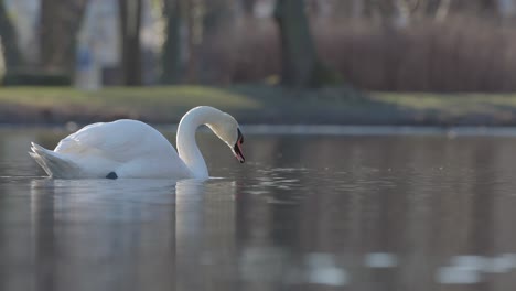 On-the-river-beautiful-swan-commands-attention-with-its-elegant-presence