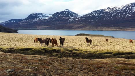 Herde-Isländischer-Pferde,-Die-Auf-Einem-Feld-Vor-Der-Kulisse-Schneebedeckter-Berge-Und-Eines-Ruhigen-Sees-Unter-Bewölktem-Himmel-Grasen