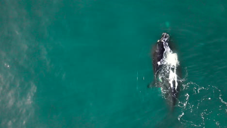 Right-whale-calf-swims-over-moms-back-in-aquamarine-ocean,-aerial-overhead-shot