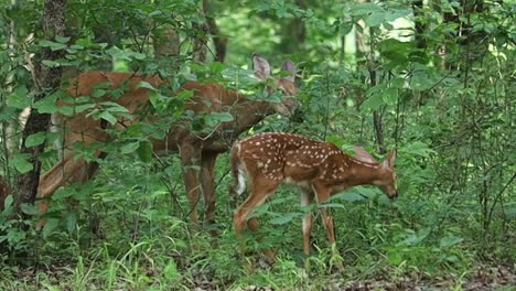 Fawn-Baby-Deer-And-Mother-Showing-Love-In-The-Forest
