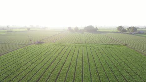 Aerial-drone-view-drone-camera-moving-backwards-showing-lots-of-big-fields-around
