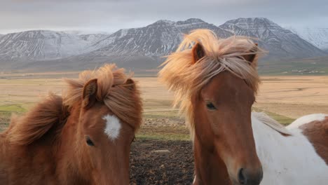 Nahaufnahme-Zweier-Islandpferde-Mit-Windgepeitschten-Mähnen-Vor-Einer-Bergigen-Landschaft,-Die-Eine-Ruhige-Und-Gelassene-Atmosphäre-Ausstrahlt