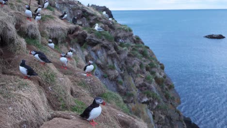 Puffins-perched-on-a-grassy-cliffside-overlooking-the-ocean-in-Iceland