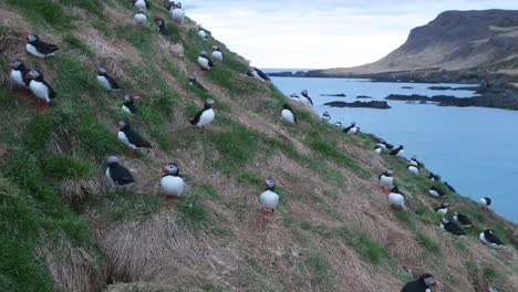 Zeitraffer-Einer-Papageientaucherkolonie,-Die-Auf-Einem-Grasbewachsenen-Isländischen-Hügel-Mit-Blick-Auf-Das-Meer-Nistet