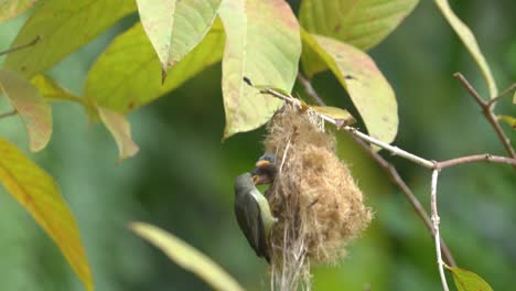 cabe-bunga-bird-or-orange-bellied-flowerpecker-bird-perching-on-the-nest-for-feeding-her-babies