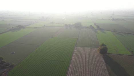 Aerial-drone-view-wheat-and-cumin-crops-are-visible-in-the-drone