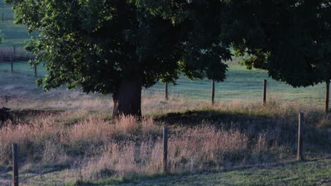 Calm-scene-revealing-an-old-oak-tree-standing-in-a-paddock-as-the-sun-sets