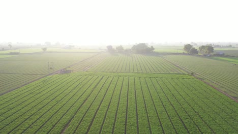 Aerial-drone-view-The-drone-camera-is-showing-a-well-and-lots-of-bushes-in-the-field