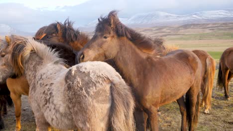 Herde-Isländischer-Pferde,-Die-Sich-Auf-Einem-Feld-Vor-Der-Kulisse-Schneebedeckter-Berge-Zusammendrängen