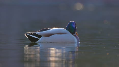 Isolated-vibrant-mallard-duck-gracefully-floats-on-surface-of-river-water