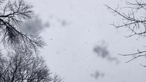 Mirando-El-Cielo-Y-Los-árboles-Mientras-Cae-La-Nieve-Durante-El-Día