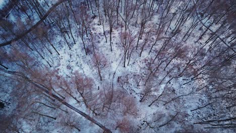 Winter-wonderland-snow-covered-ground,-leafless-tree-tops,-aerial-top-down-view