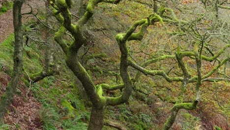 Oak-tree-covered-in-moss