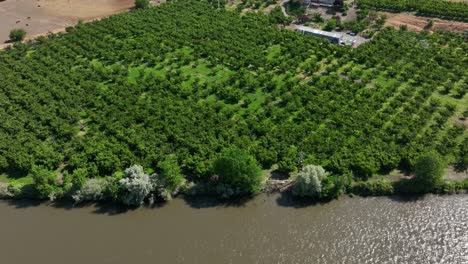 Drone-shot-of-an-orchard-lining-the-Yakima-River-in-Benton-City,-Washington