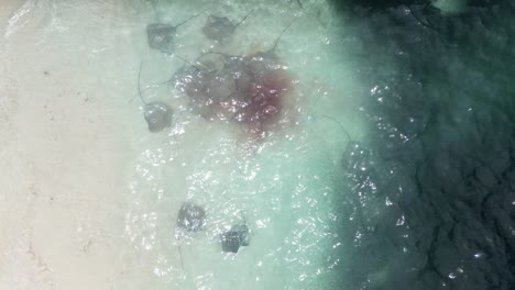 Fischschwarm-Und-Stachelrochen-Füttern-Am-Strand-Von-Fulidhoo-Auf-Den-Malediven,-Luftaufnahme