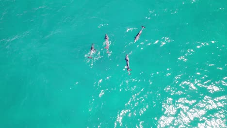 Bottlenose-Dolphins-Swimming-In-The-Scenic-Seascape-Of-Noosa-In-Queensland,-Australia---Drone-Shot