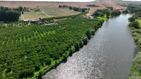 Aerial-view-of-the-Yakima-River-with-a-large-orchard-along-its-side