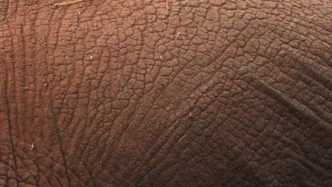 Closeup-Of-Wrinkled-Elephant-Skin