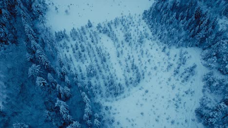 Winterwaldbäume-In-Der-Ländlichen-Natur-Der-Schneelandschaft