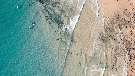 Surfer-Genießen-Den-Malerischen-Strand-In-Noosa-Shire,-Queensland,-Australien-–-Luftaufnahme-Von-Oben-Nach-Unten
