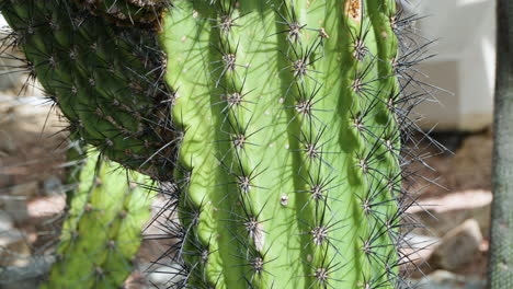 Primer-Plano-Del-Cactus-Stenocereus-Stellatus-En-El-Jardín-Botánico-Ecorium-En-El-Condado-De-Seocheon,-Corea-Del-Sur