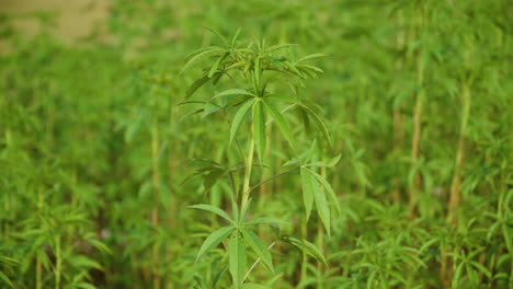 Bamboo-Treetop-Sapling-Stem-Close-up-Against-Dense-Green-Grove---Parallax
