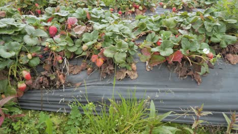 Decaying-fruit-scene-failed-garden-strawberry-crops-on-raised-mounds
