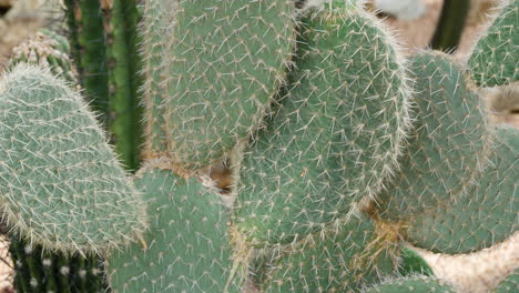 Cactaceae-Opuntia-Cactus-En-El-Instituto-Nacional-De-Ecología-Ecorium---Bioma-Desierto
