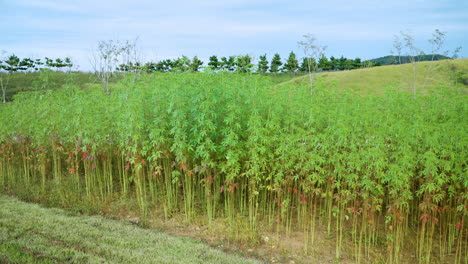 Young-Bamboo-Tree-Saplings-Grove-Planted-in-Saemangeum-Environment-Eco-Complex---Panning-Reveal