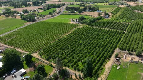 Drone-shot-of-a-wine-vineyard-in-Eastern-Washington