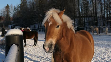 Beautiful-horse-in-winter-paddock,-horses-in-background,-countryside
