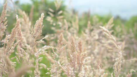 Gently-moving-tall-light-brown-grasses-grow-wild-in-rural-meadow-CLOSE-UP