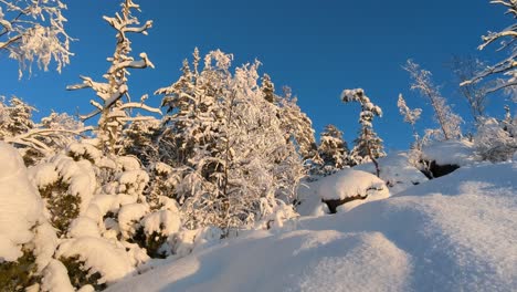 Cubierta-De-Nieve-En-Los-árboles-En-El-Bosque-De-Invierno,-Finlandia