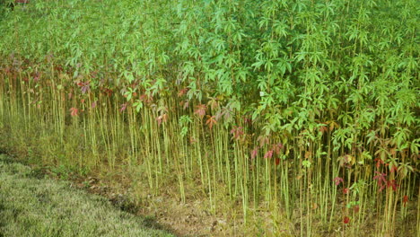 Dense-Lush-Bamboo-Tree-Saplings-Plantation-or-Farm-on-Sunny-Day---Panning-low-angle-shot