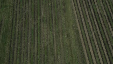 Grüne-Weinbergreihen-In-Bordeaux,-Luftaufnahme