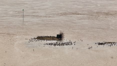 Aerial-orbiting-wide-shot-of-waterfowl-taking-refuge-on-the-small-islands-of-land-after-the-river-Waal-overflows-it-bank-near-the-town-of-Gorinchem-in-the-Netherlands