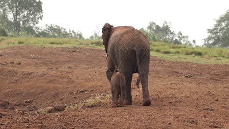 Mother-And-Baby-Elephant-Walking-On-Plains